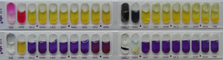 API 20 A Biomerieux