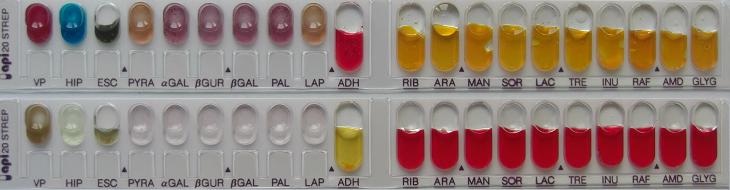 API 20 Strep Biomerieux