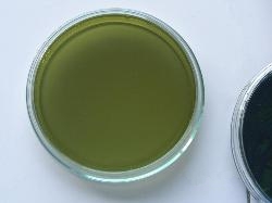 Istrati-Meitert agar