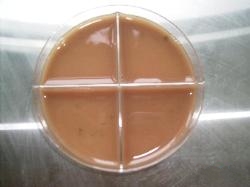 Chocolate agar