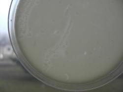 Casein positive Bacillus